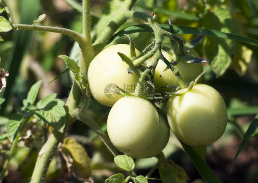 花园里生长的未成熟番茄群图片