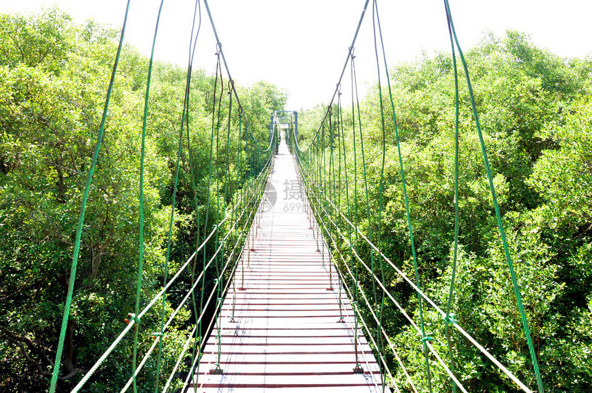 红树林上的吊桥或索桥图片