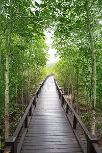天然红树林森图片
