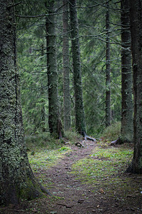 黑暗森林中的狭窄小径图片