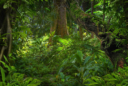 泰国的亚洲热带雨林图片