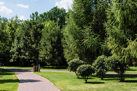 公园中行道附近的树木和灌木丛图片