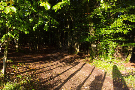 美丽的风景森林与太阳光线阴影和雾在傍晚的阳光照亮的五颜六色的秋天森林图片
