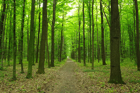 春天绿林中的小径背景图片