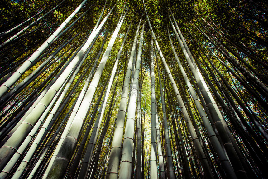 京都日本有竹林旅游的著名地标图片