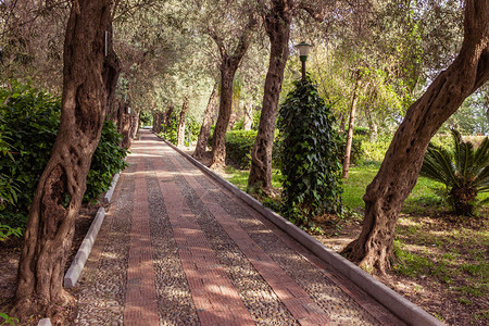 公园人行道两旁的橄榄树大道图片