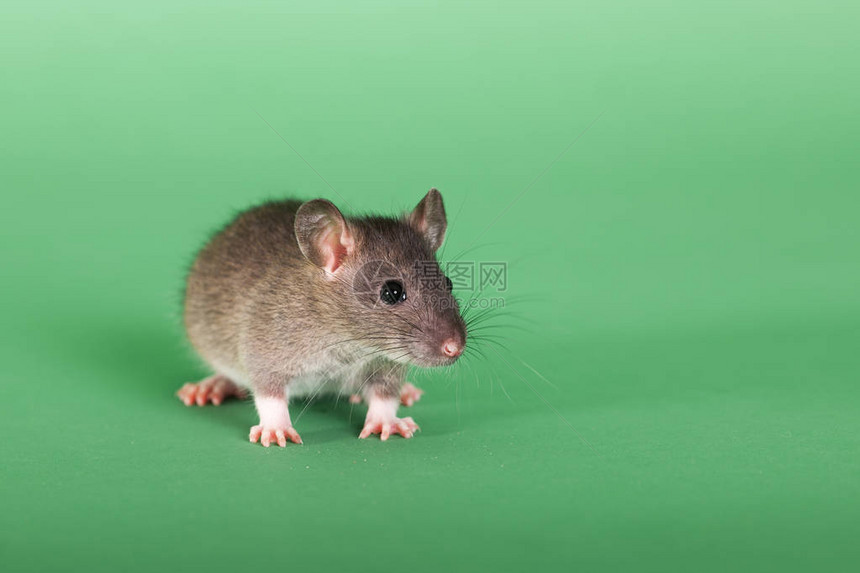 绿背景的小老鼠小肖图片