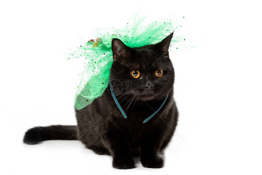 绿色节日的黑英短头发猫在白色图片