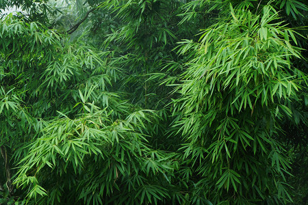 薄雾中长着叶子的绿色竹树图片
