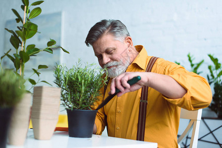 在家锅里种植绿色植物的老图片