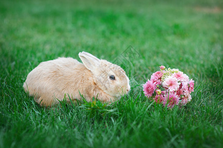 小兔子和一束鲜花在草地上图片