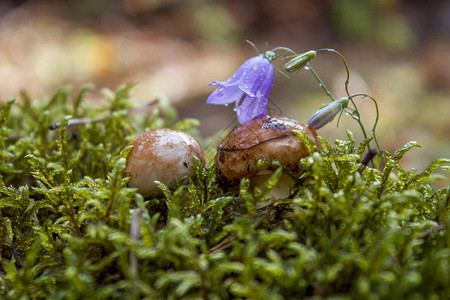 年轻的蘑菇从苔藓里出来了图片