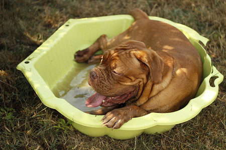 DoguedeBordeaux法国獒犬图片