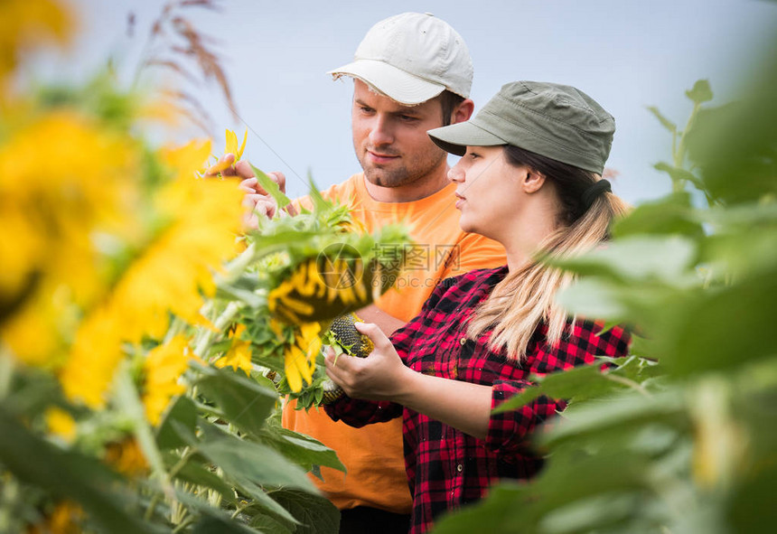 青年农民在夏季对田间向日葵作物图片