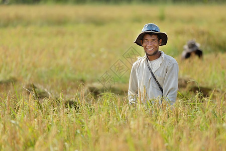 泰国稻田的快乐农夫图片