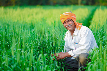 印度农民在其小麦田中种图片