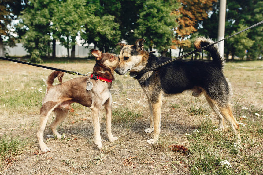两只可爱的狗在阳光明媚的公园外面的避难所里玩耍和玩图片