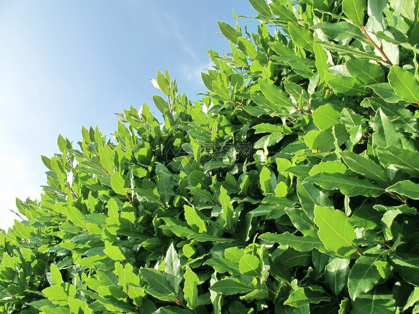 一棵绿色月桂树灌木的特写镜头外面图片