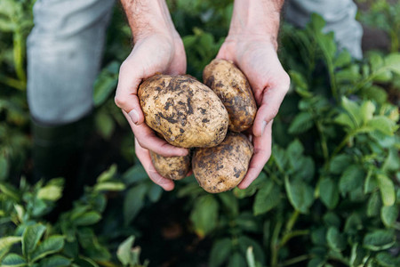 农民在田里持有成熟有机土豆的近图片