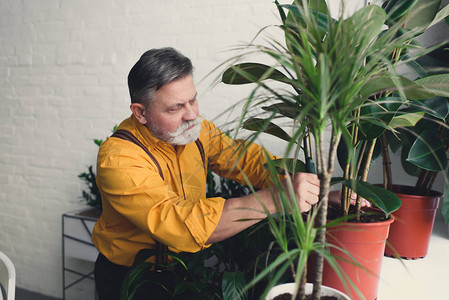在家里种植绿色植物的高级男园丁背景图片