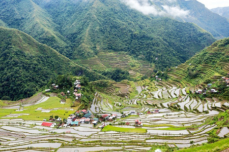 菲律宾巴塔德村著名的稻图片