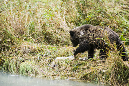 野生动物阿拉斯加小棕熊捉图片