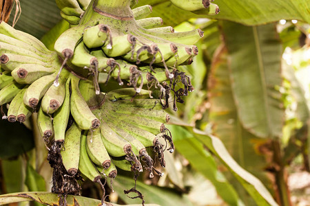 阿曼萨拉莱附近香蕉图片