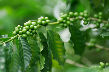 亚洲种植咖啡树和未图片