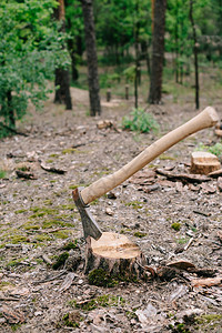 在森林木桩上长木柄的锋利图片