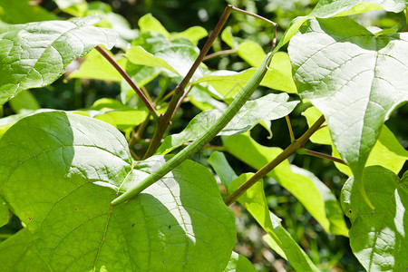 加泰罗巴树的绿豆和大叶图片