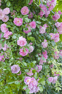 罗莎班西亚玫瑰花在图片
