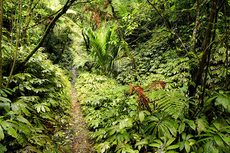热带丛林图片