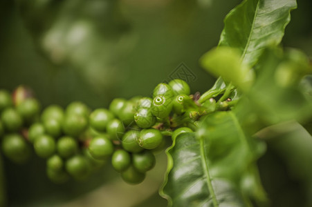 在哥斯达黎加种植物的绿色咖啡图片