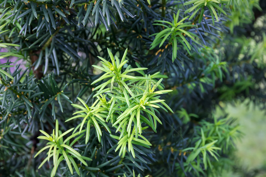 红豆杉Taxuscuspidata日本红豆杉的图片