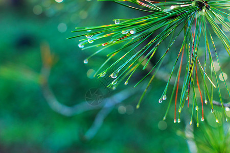 青松针上的雨滴图片