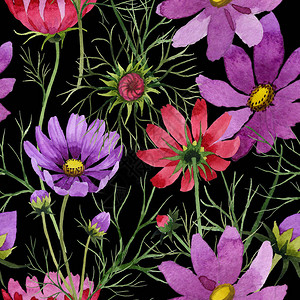 水彩风格的野花kosmeya花卉图案植物全名图片