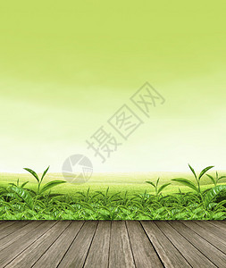 绿色茶叶植树造林和天空背背景图片