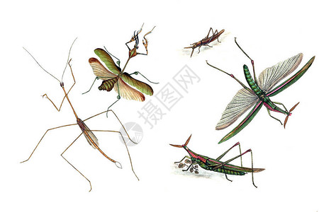 公有领域昆虫自然历史的缩影本斯利插画