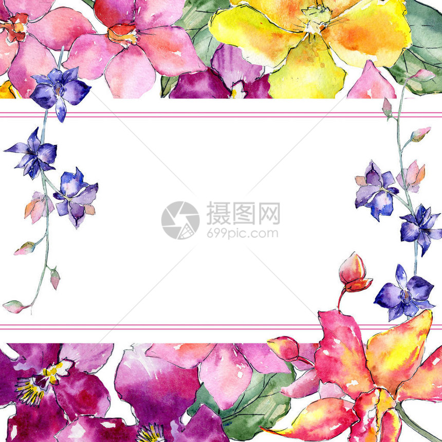 水彩风格的野花兰框图片