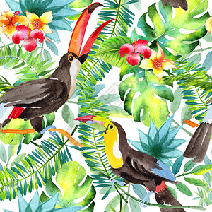 水彩风格的野生动物中的鸟巨嘴鸟图案图片