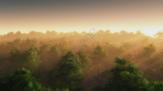 树顶雾中夏季森林的高角度视图插画