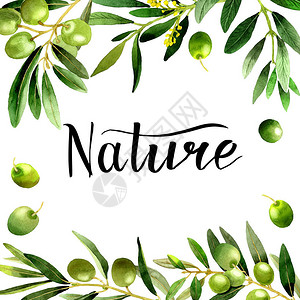 绿色橄榄框架孤立的水彩风格的橄榄树框架设计图片