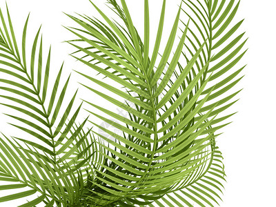 仿真白掌盆栽白色背景的热带植物fernl插画