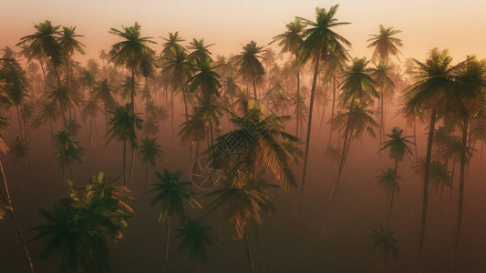 晨雾中棕榈林的高视角背景图片