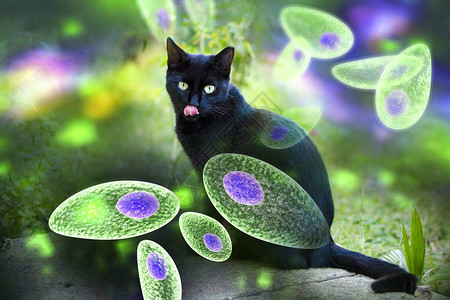 黑猫和白猫Toxoplasmagondi认识概念图像3D插图显示托xoplasmaTahyzoites和猫是寄生设计图片
