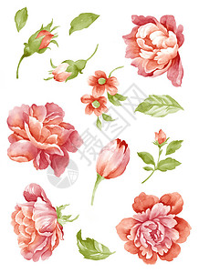苏鲁博亚水彩插图花设置在简单的背景设计图片