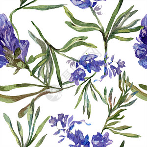 紫色熏衣草花无缝背景图案壁纸印刷纹理手画水颜色背图片