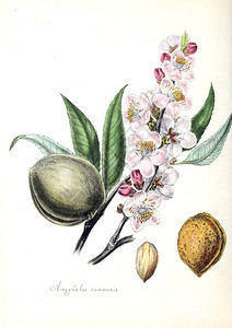 属地的杏仁图解植物属地或1840年有插画