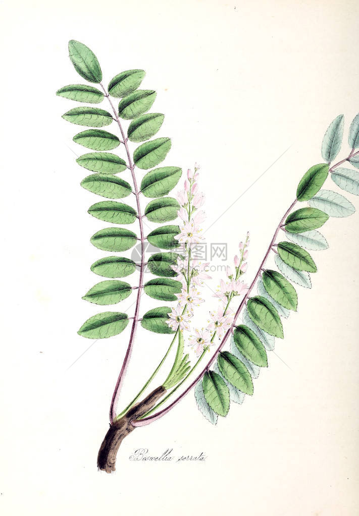 植物图例植物属地或1840年有图片
