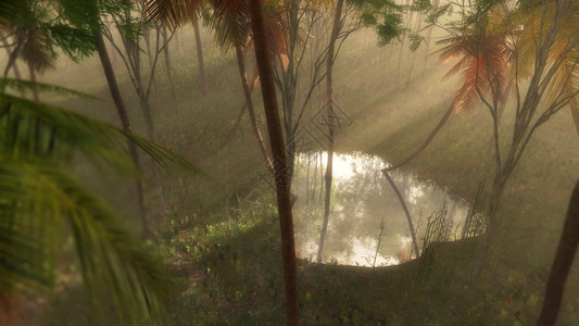 以光束照亮的雾热带林中水图片
